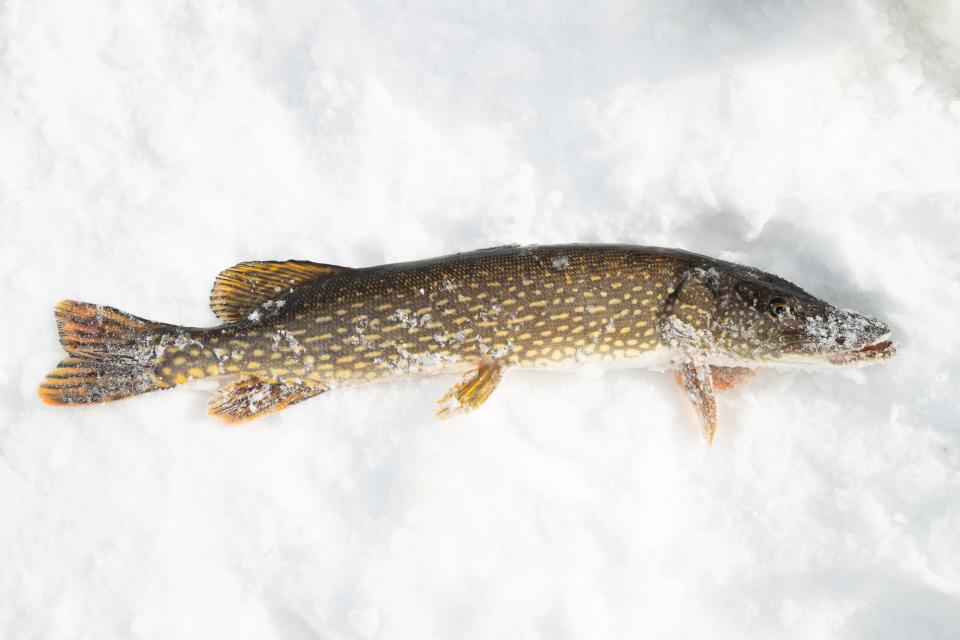 A yellow and brown pike laid on the ice after being caught ice fishing.