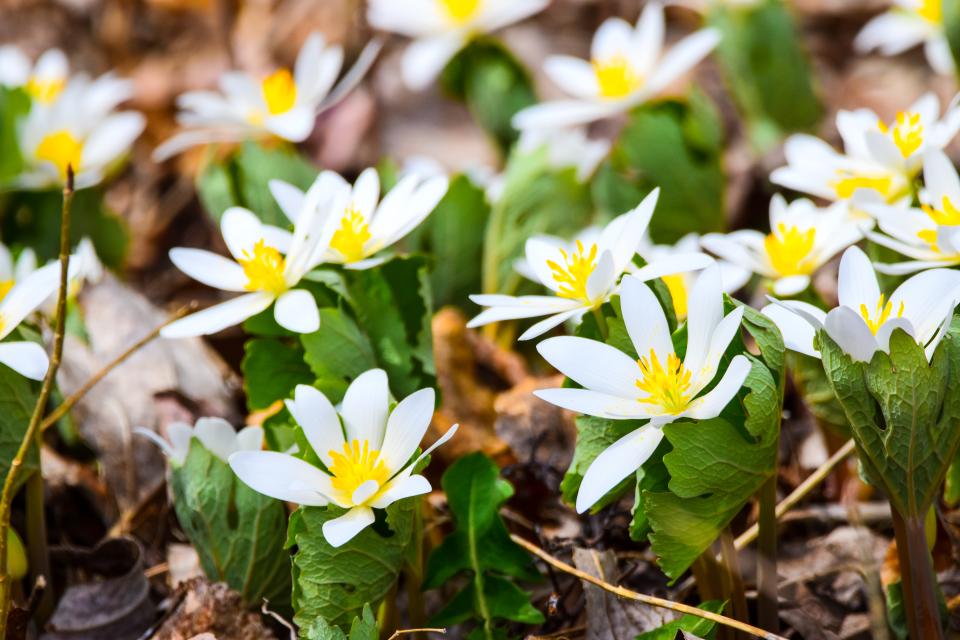 A group of white flowers with yellow in the center and green leaves