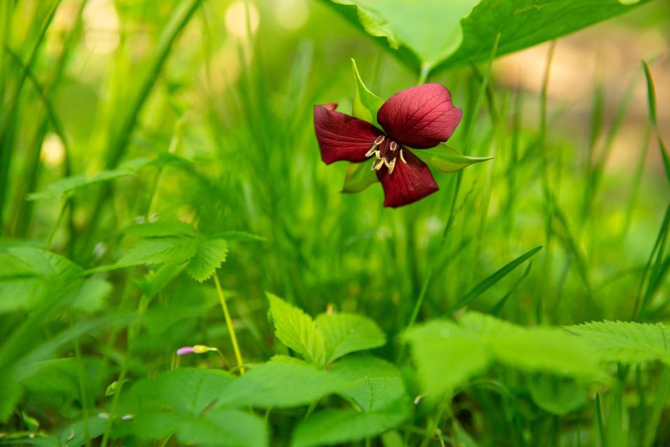 A deep red flower with 3 petals