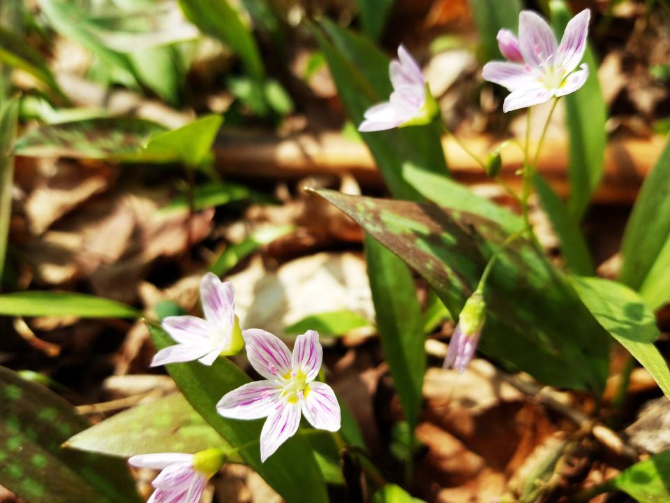 Small white and pink wildflowers close the forest floor