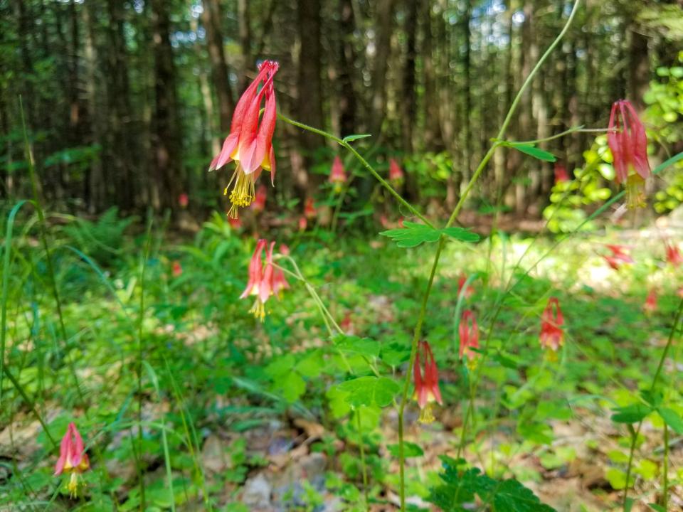 Pink/red flowers hang loosely on stems and dangle toward the ground