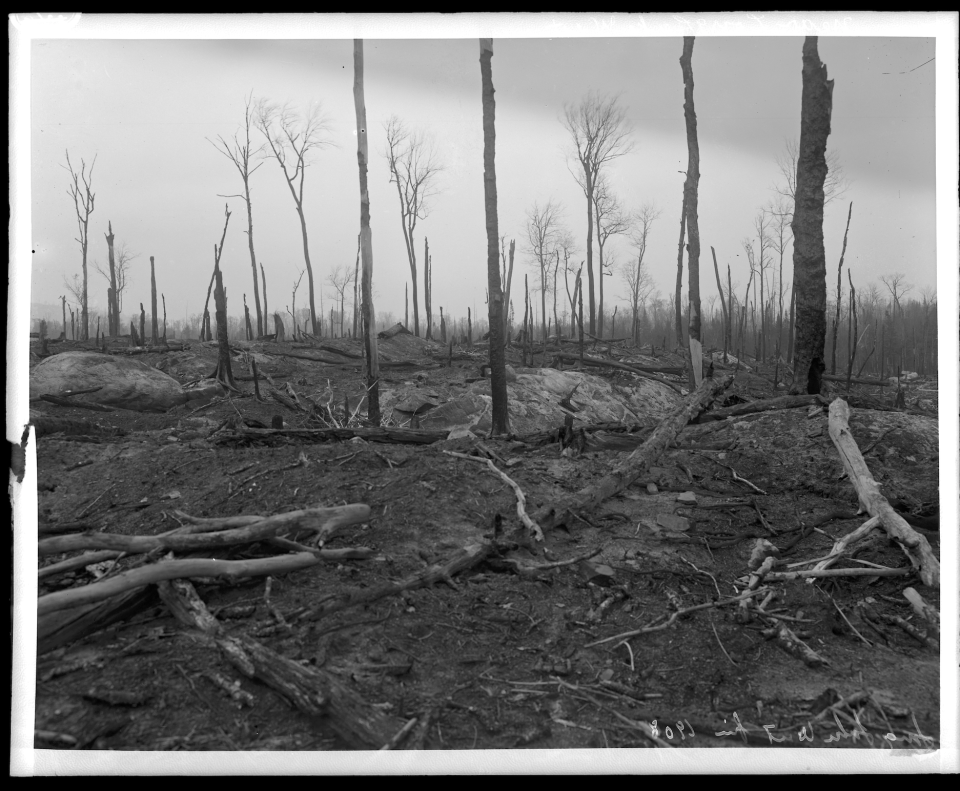 A black and white image for a forest after a forest fire with charred trees.