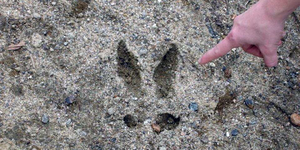 Someone pointing at a moose track in the dirt and sand