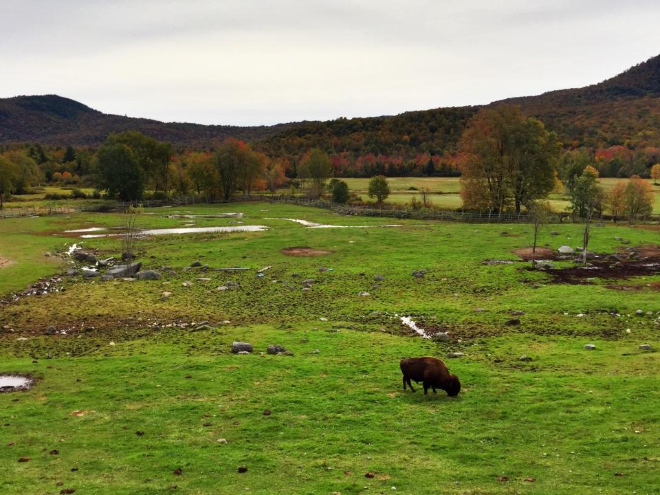 A bison grazes on a field in front of a low ridge of hills with fall foliage.
