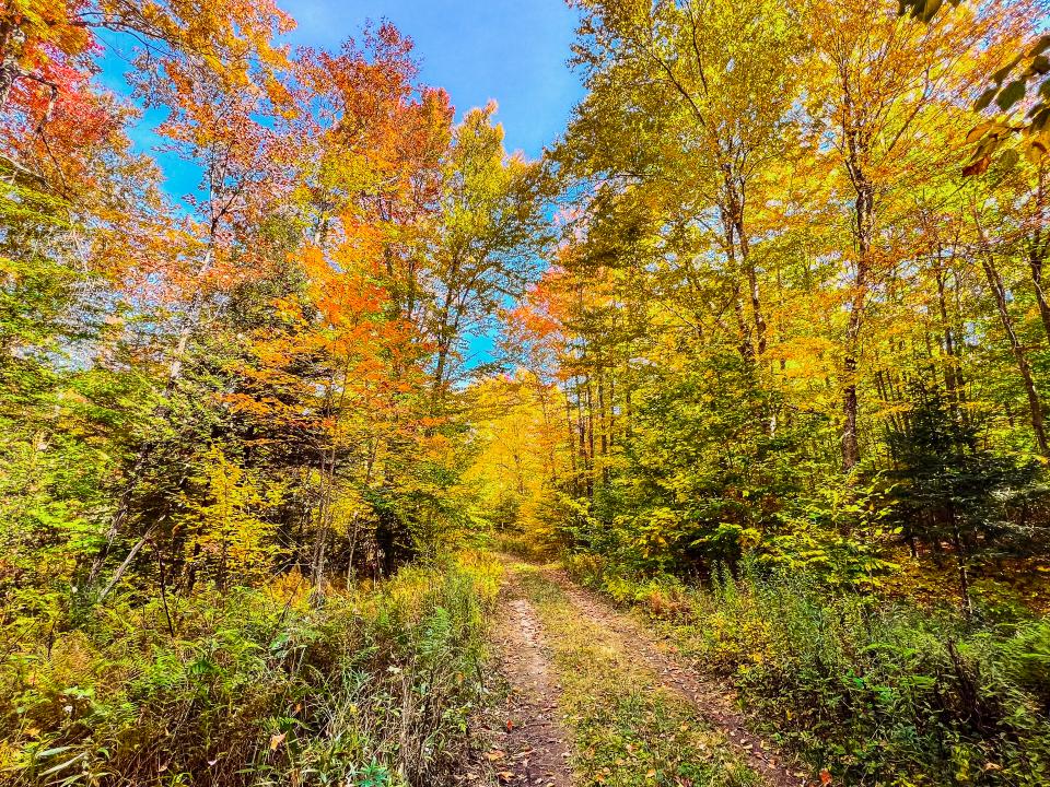 A bright and colorful forest with an overgrown road as a trail down the center.