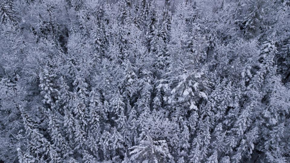 Snow covered trees shot from a drone