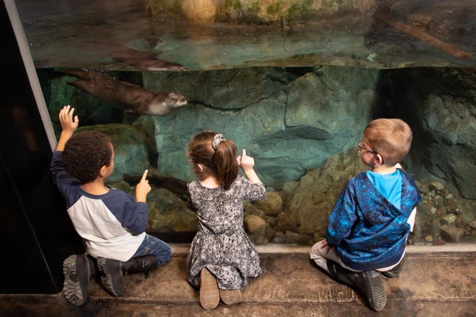 Three young children look at swimming otters