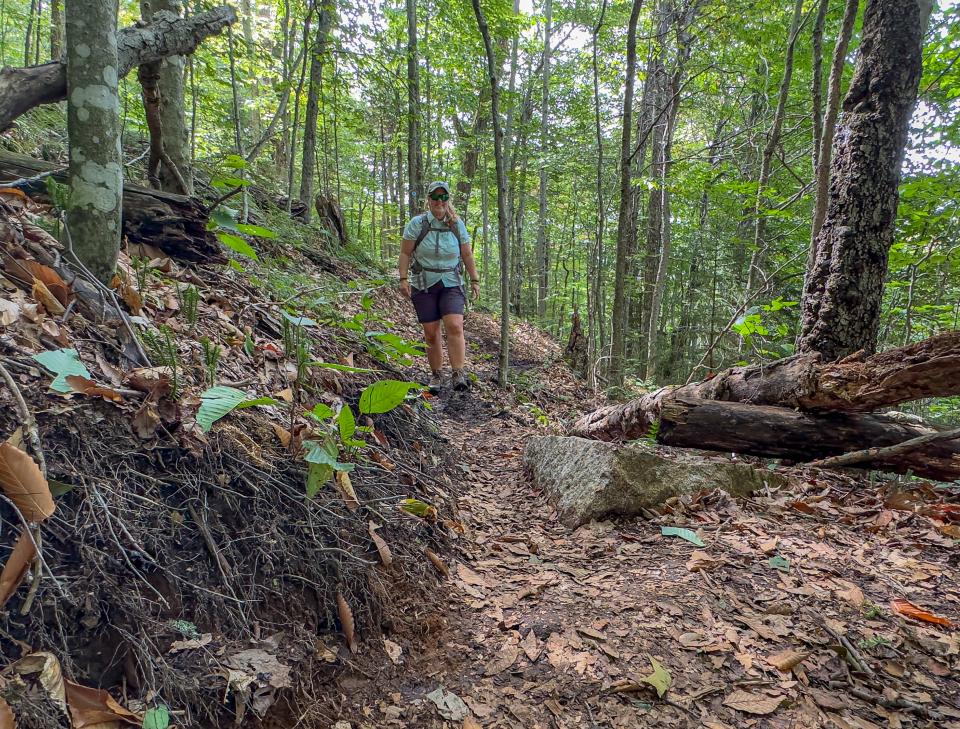 A hiker in shorts and a short sleeve shirt hikes along the new trail through the woods