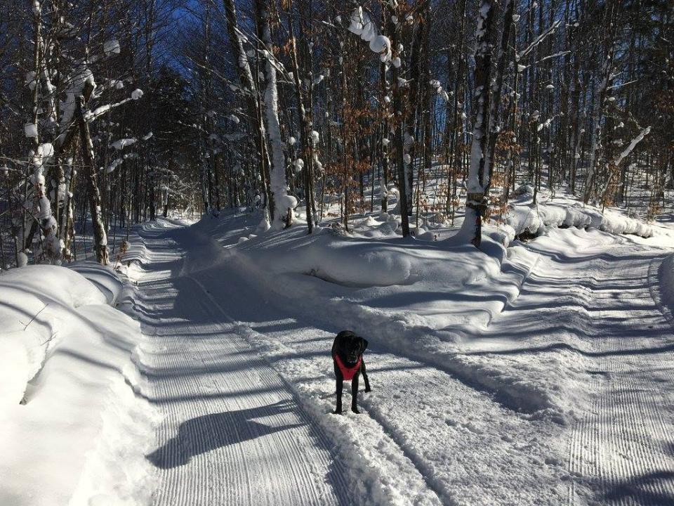 A black labrador retriever stands on a snowy cross-country skiing trail.
