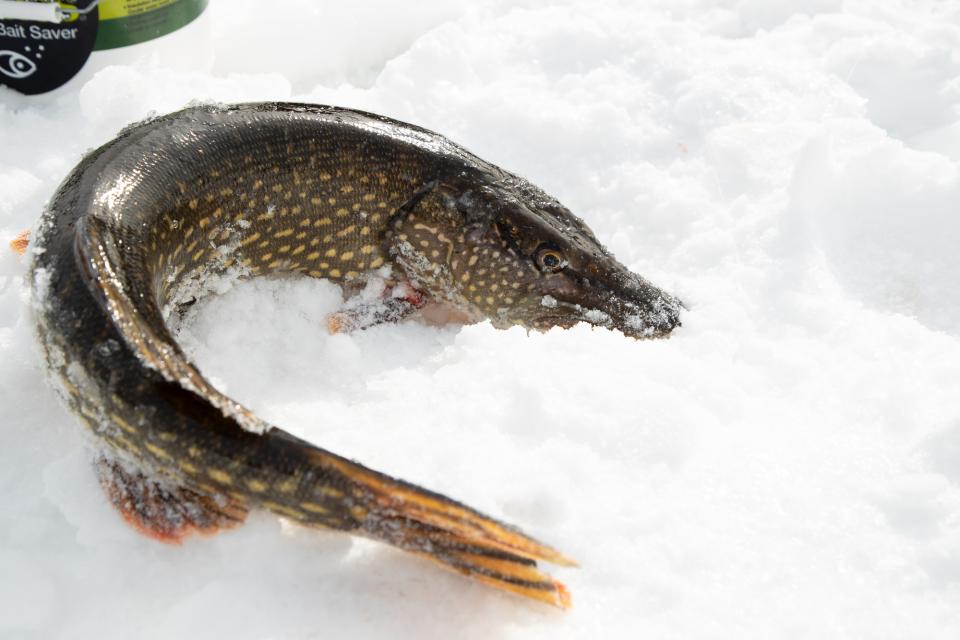 A fish lays on the snow.