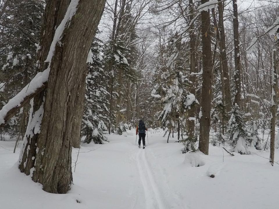 A person skiing through the woods