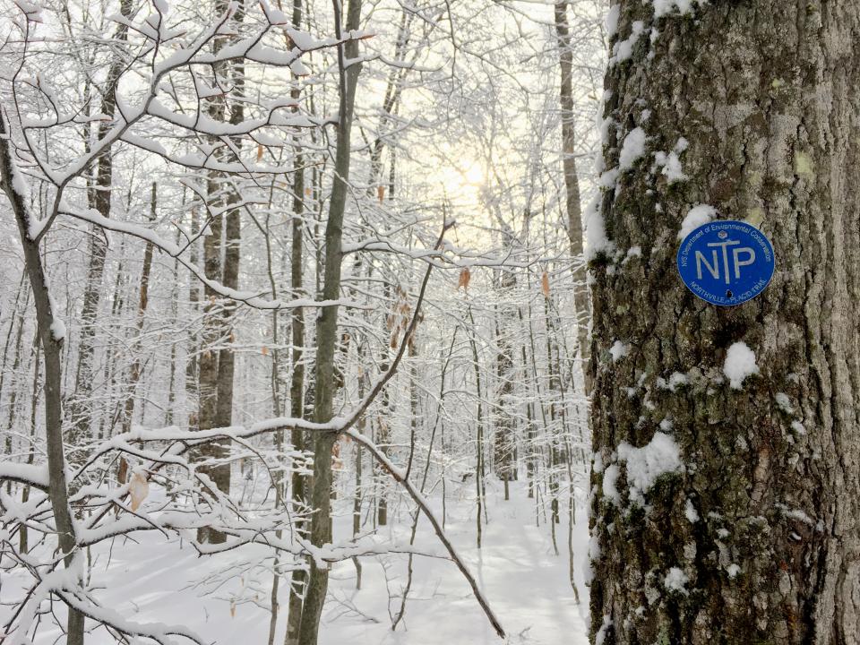 A blue trailmarker on a tree in the winter