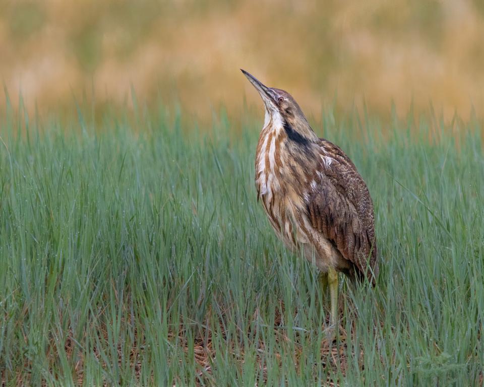 A brown bird stands with its head pointed up toward the sky in the middle of a grassy wetland.