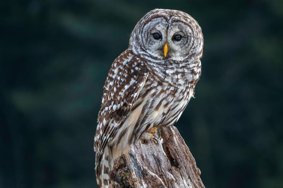 A brown and white owl stills on a tree stump with looking at the camera