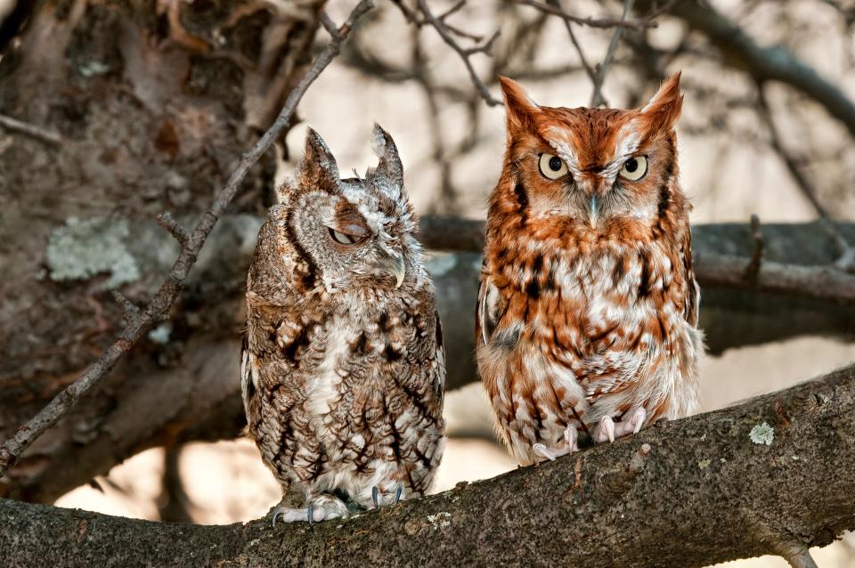 Two small owls sitting on a branch, one brownish gray and one rusty red in color with its eyes open.