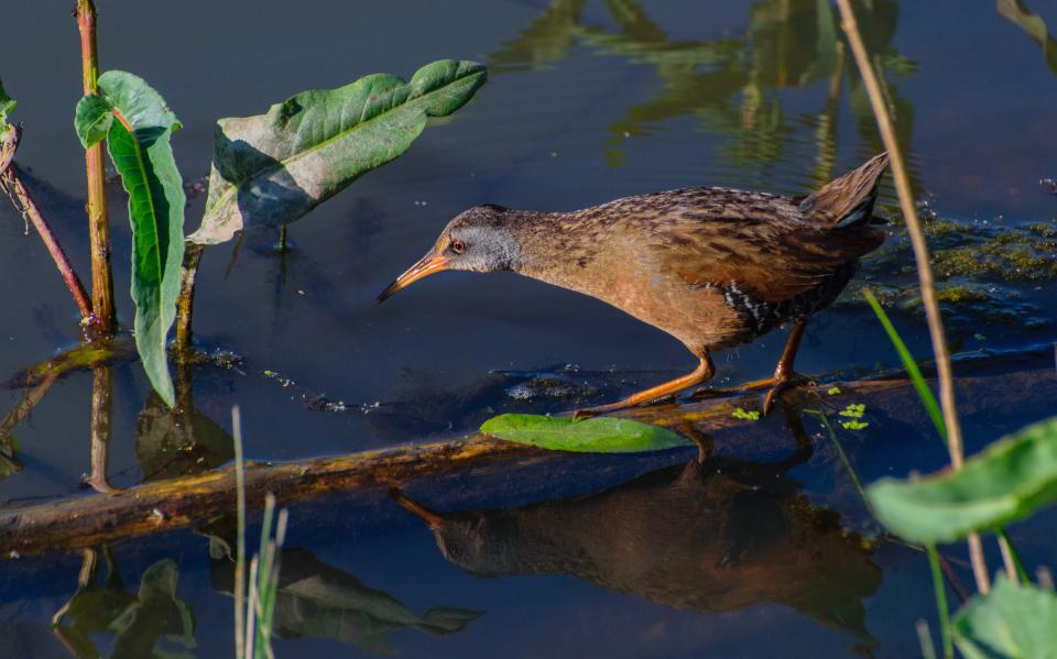 A chicken-like bird with a red eye walking in water looking for food and its tail pointed up in the air.