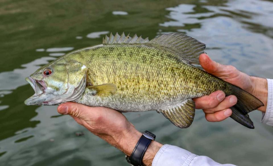 a man holding a small mouth bass fish in his hands over a lake