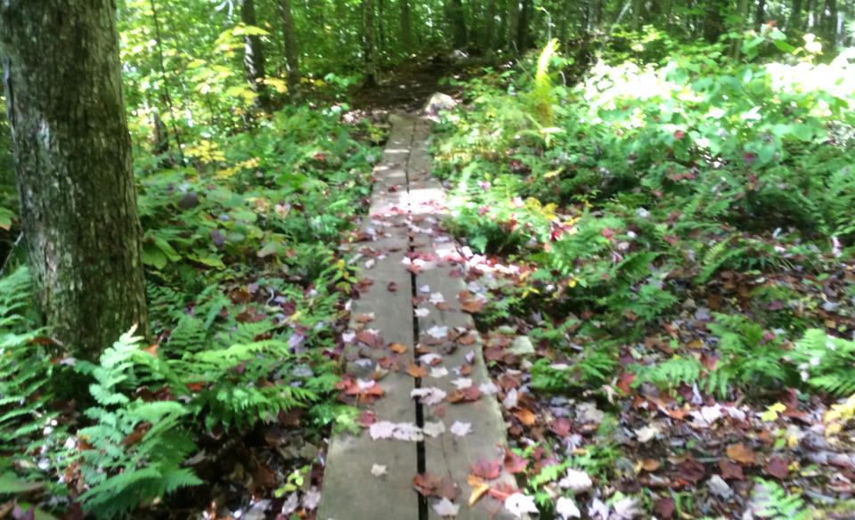 This boardwalk was built to avoid damage to the forest ecosystem. Always stick to the trail.