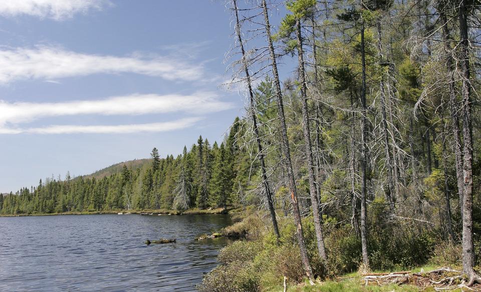 The Black River Wild Forest includes the Moose River.