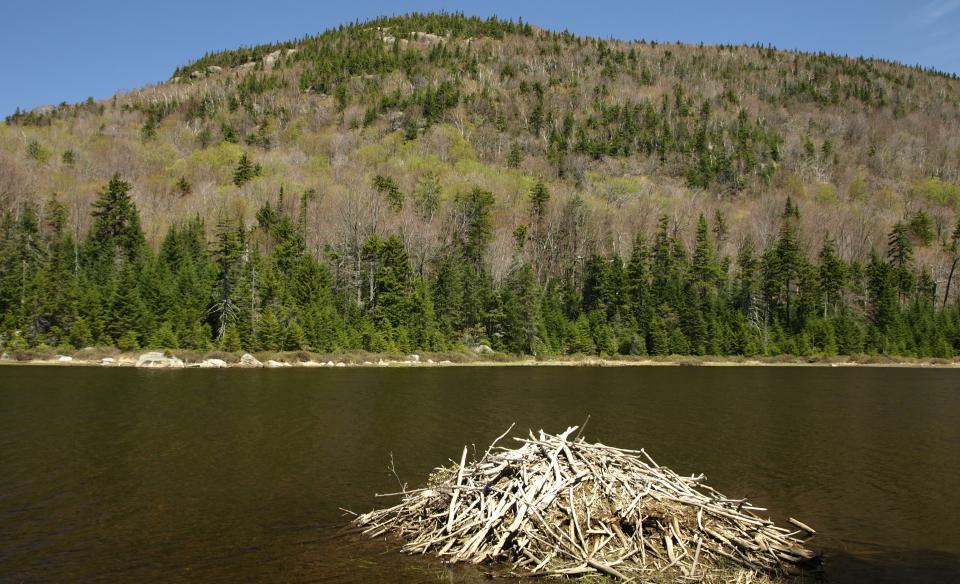 A beaver lodge in Helms Pond.