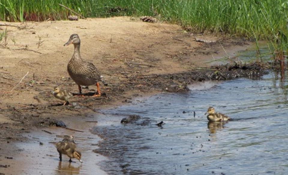 A family of ducks on the shore of Piseco Lake