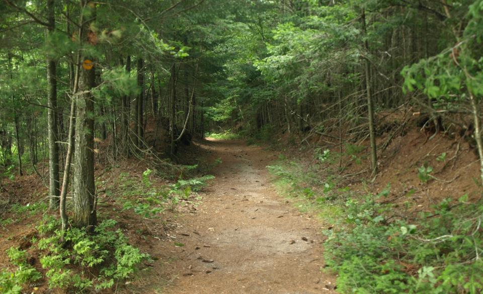 A wide, hard-packed dirt trail through the woods.