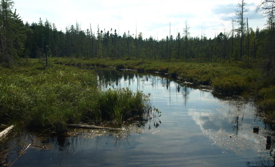 A marshy pond surrounding by spruce trees.