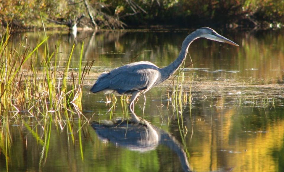 The gracefulness of the great blue heron is surely to be seen.