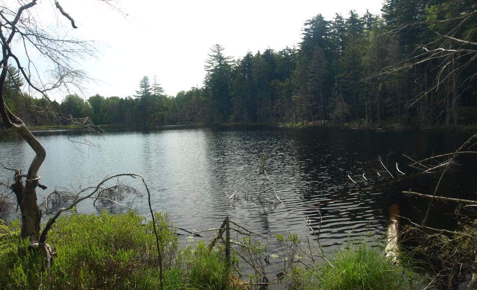 The view of a small pond surrounded by trees.