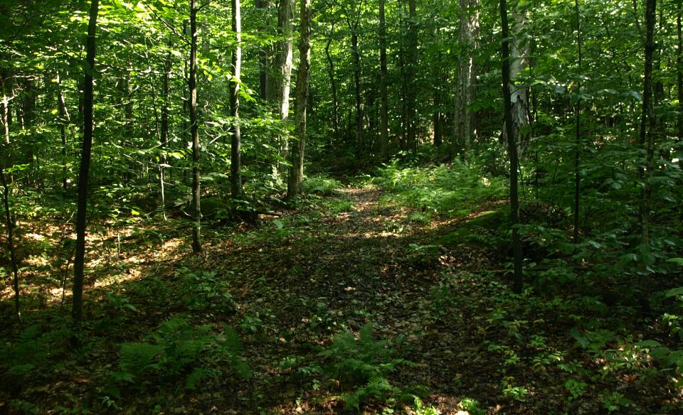 A beautiful forest trail that combines the communities of Inlet and Raquette Lake.