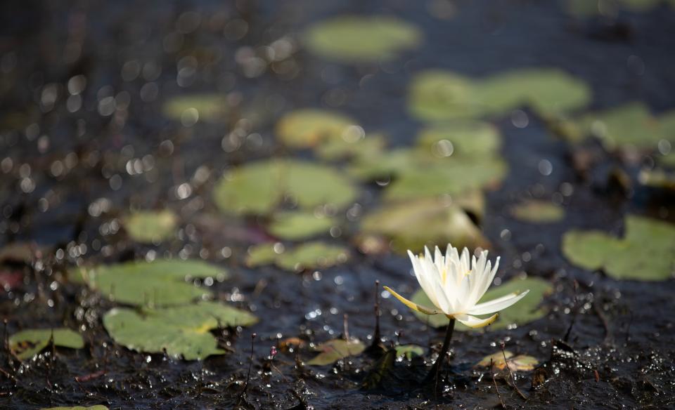 A white flowering pond plant
