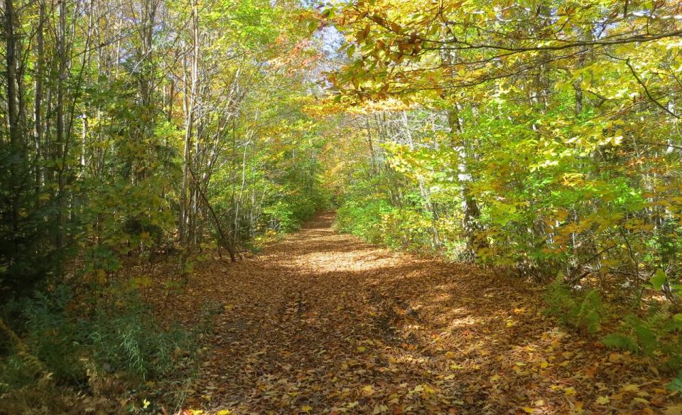 A wide path covered in leaves during the fall.