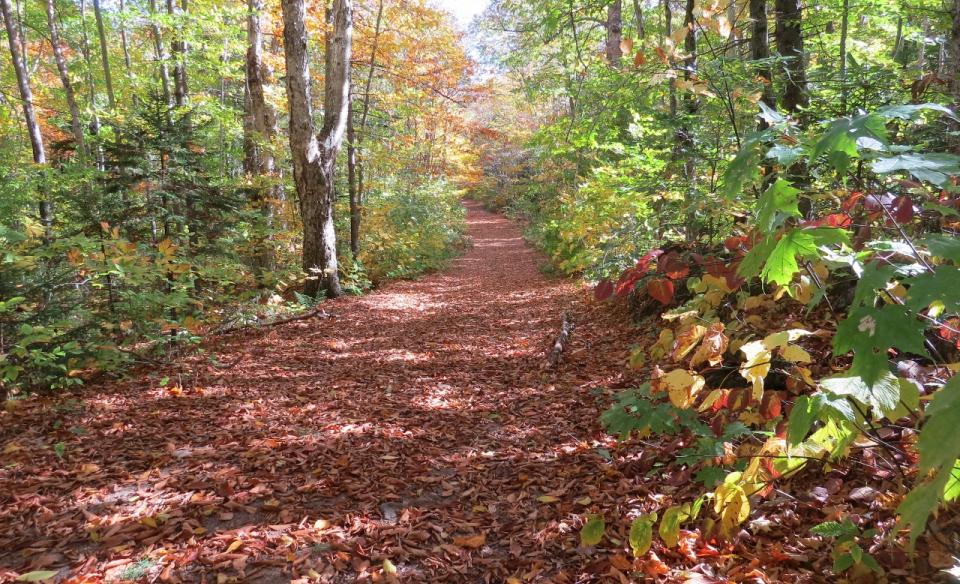 A wide path covered in leaves.